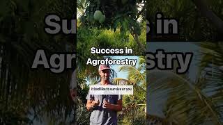 Agroforestry Farm Tour WhatsRipening Out Now  foodforest fruit permaculture agroforestry [upl. by Haeluj665]