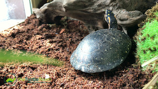 Spotted Turtle Breeding Program [upl. by Arahsat]