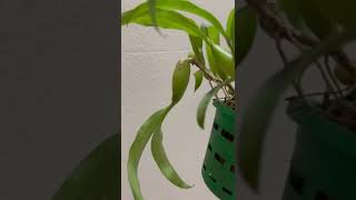 Coelogyne Fimbriata [upl. by Ayaet]