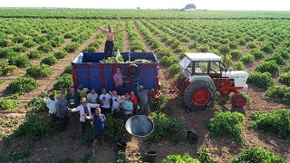 Vendimia Manual 2018 en Tomelloso David Brown 1410 Turbo Massey Ferguson 290 [upl. by Onateag851]