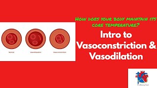 Intro to Vasoconstriction amp Vasodilation [upl. by Akirahs807]