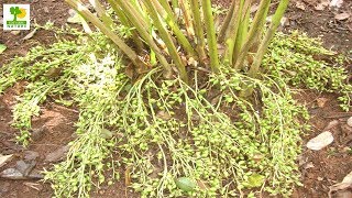 How to Make Money  Cardamom Farming with Low Investment and High Profit in Shade Abandoned Places [upl. by Hill896]