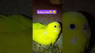 Footsteps😂🤣 subscribe please 🤩 funnychicken husbandwifetamilcomedy entertainment funny birds [upl. by Jorey]