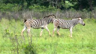 Zebre a Hluwawe [upl. by Buzz]