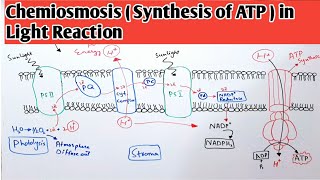 Chemiosmosis Synthesis of ATP in Light reaction  Cyclic amp Non Cyclic Photophosphorylation [upl. by Aleacin248]