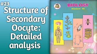 Structure of Secondary Oocyte Detailed Explanation  structure of Oocyte detail analysis [upl. by Letti]