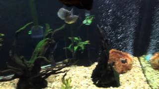 Long Finned Oscars110 Gallon Fish Tank [upl. by Dennis30]