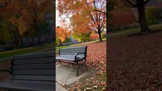 Vassar college blissful view song ladygaga newyork [upl. by Yaned]