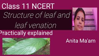 Structure of leaf venation Morphology of flowering plants NEET 2024 CHSE [upl. by Kcired226]