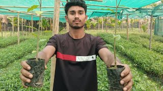 agarwood farming in India🇮🇳 । aquilaria malaccensisplant agarwood [upl. by Atinad]