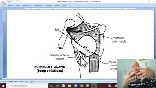 Musculoskeletal Module I in Arabic 46  Anatomy of female breast   by Dr Wahdan 2022 [upl. by Naillij]