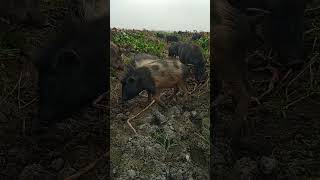 funny pig in village wild hogs cute animals pigs pig brain shorts [upl. by Kirre]