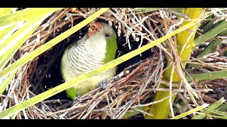 Wild Quaker Parakeets Florida [upl. by Aicnetroh949]