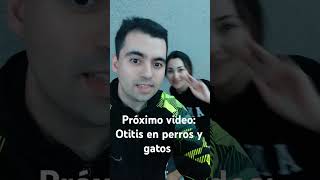 Próximo video Otitis en perros y gatos [upl. by Ayekahs]