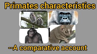 Primates characteristics Part1A comparative accountAnthropologyInsightsforUPSCNET [upl. by Lewse619]