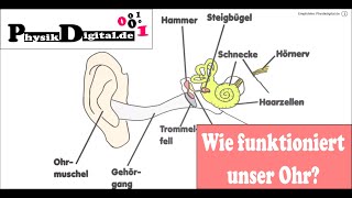 Wie funktioniert das menschliche Ohr Einfach und anschaulich erklärt [upl. by Nivad487]