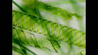 Spirogyra and cyanobacteria under the microscope [upl. by Yevol]