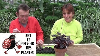 chaine tv de Jardinage Peperomia caperata red Comment arroser et Bouturer une feuillePlante verte [upl. by Klinger]