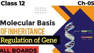 Regulation of Gene Expression Molecular Basis of Inheritance  Class 12 Biology Chapter 05  video [upl. by Zarah851]