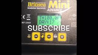 How To Use The Brinsea Mini Advance Incubator For Quail Eggs [upl. by Lashonde413]