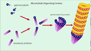 Microtubules Structure and Function [upl. by Kissee]