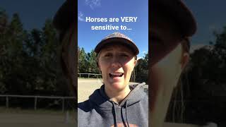 Horses are VERY Sensitive to… Daily Horse Riding Tips 28 shorts [upl. by Fiel]