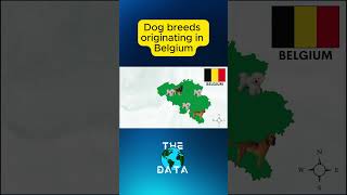 Dog Breeds originating in Belgium dogbreeds [upl. by Shelba]