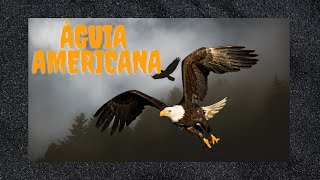 Águia Americana [upl. by Eadie]