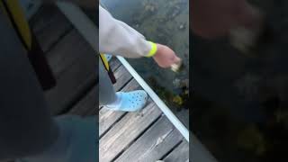 Lil dink fypシ゚viral fishing fishspecies seabassfish fishingtechniques memesandwheretheyarenow [upl. by Ayoras932]