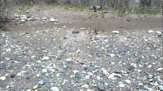 Gold Placer Geology Yellowstone River [upl. by Nyliak319]