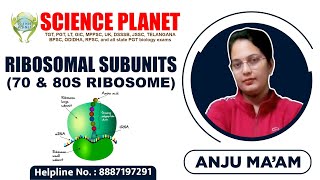 Ribosomal Subunits 70 amp 80s Ribosome by Anju Mam of Science Planet [upl. by Attem654]