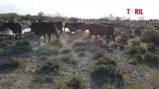 La beauté du pays en Camargue  Manade BlatièreBessac [upl. by Naresh]