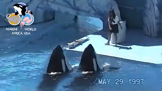 Rare 2 Killer Whale Show at Marine World Africa USA  1997 [upl. by Madelina]