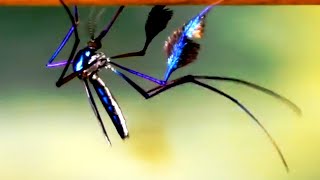 Dance Of The Worlds Most Beautiful Mosquito [upl. by Shelley]