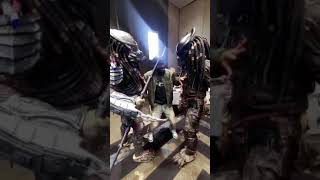 PREDATOR V PREDATOR On Sight \ predatorcosplay cosplay predatormovie [upl. by Hallette]