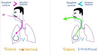 Ventilation Compliance amp Lung Pressures  Respiratory Physiology  Pulmonology [upl. by Shaff]