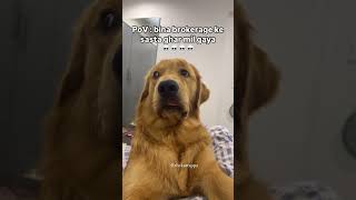 poora khandan dara hua hain horror viral trending goldenretriever funnydogvideos funnydog [upl. by Niram]