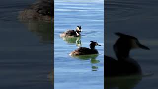 Grebes Grebe Waterbird Conservation [upl. by Akienaj]