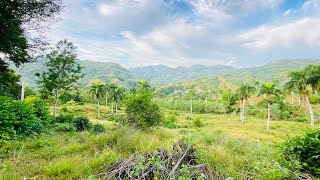 LA FINCA MAS BARATA DEL CAMPO CUPEYNARANJALPUERTO PLATA REPUBLICA DOMINICANA [upl. by Hailahk]