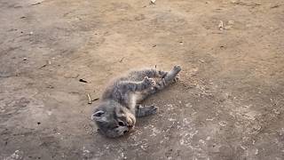 A kitten collapsed body stiff from respiratory failure A passerby performed CPR and revived him❤️ [upl. by Cornela]