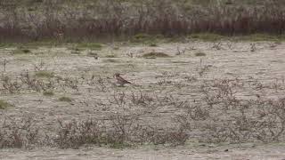 Alouette haussecol Eremophila alpestris flava Horned Lark [upl. by Oralie]