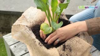 Tuinendiernl  Hoe kan ik Vijverplanten Planten en Onderhouden [upl. by Janiuszck]