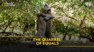 The Quarrel of equals  Animal Fight Club  हिन्दी  Full Episode  S4  E4  National Geographic [upl. by Eenafets]