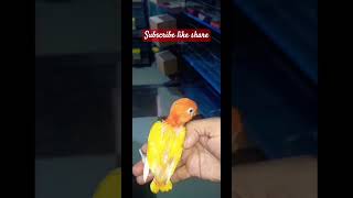 Chutki bajaty he lotino opline chick mere hath pr 😍😍subscribe shortsvideo virelvideobirdstrend [upl. by Gnilrets781]