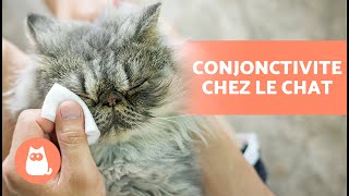 5 REMÈDES MAISON contre la CONJONCTIVITE chez les CHATS 🐱👀 Comment nettoyer les yeux dun CHAT [upl. by Kcirddot93]