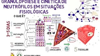 Granulopoiese e cinética de Neutrófilos em situações Fisiológicas [upl. by Saimon]