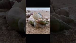 Speeding Sea Snails Eating Jellyfish on South African Beach [upl. by Ardnikal]