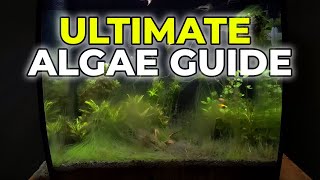 Ultimate Algae Control Guide in Under 5 Minutes [upl. by Effie]