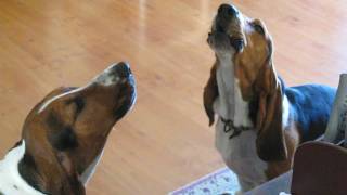 Basset Hounds Singing [upl. by Martie856]