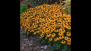 How to Winter Sow  Black Eyed Susan Rudbeckia Wild Flower from Seeds [upl. by Elianore]